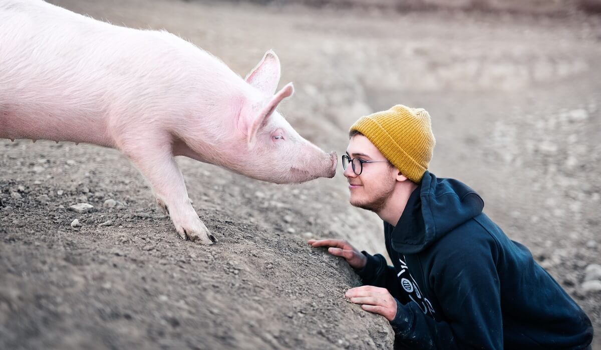 Pig and man with glasses and yellow hat