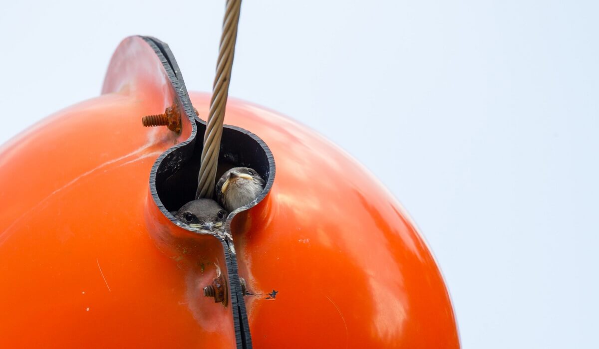 Гнездо с двумя птицами внутри оранжевого маркера на линии электропередачи