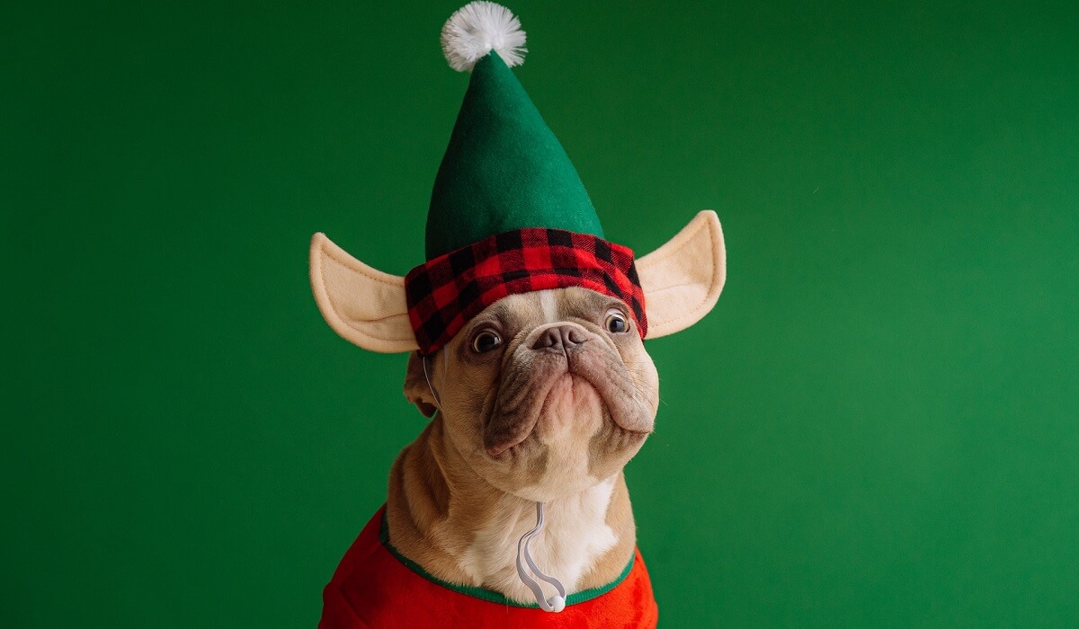 Brown pug wearing Santa hat
