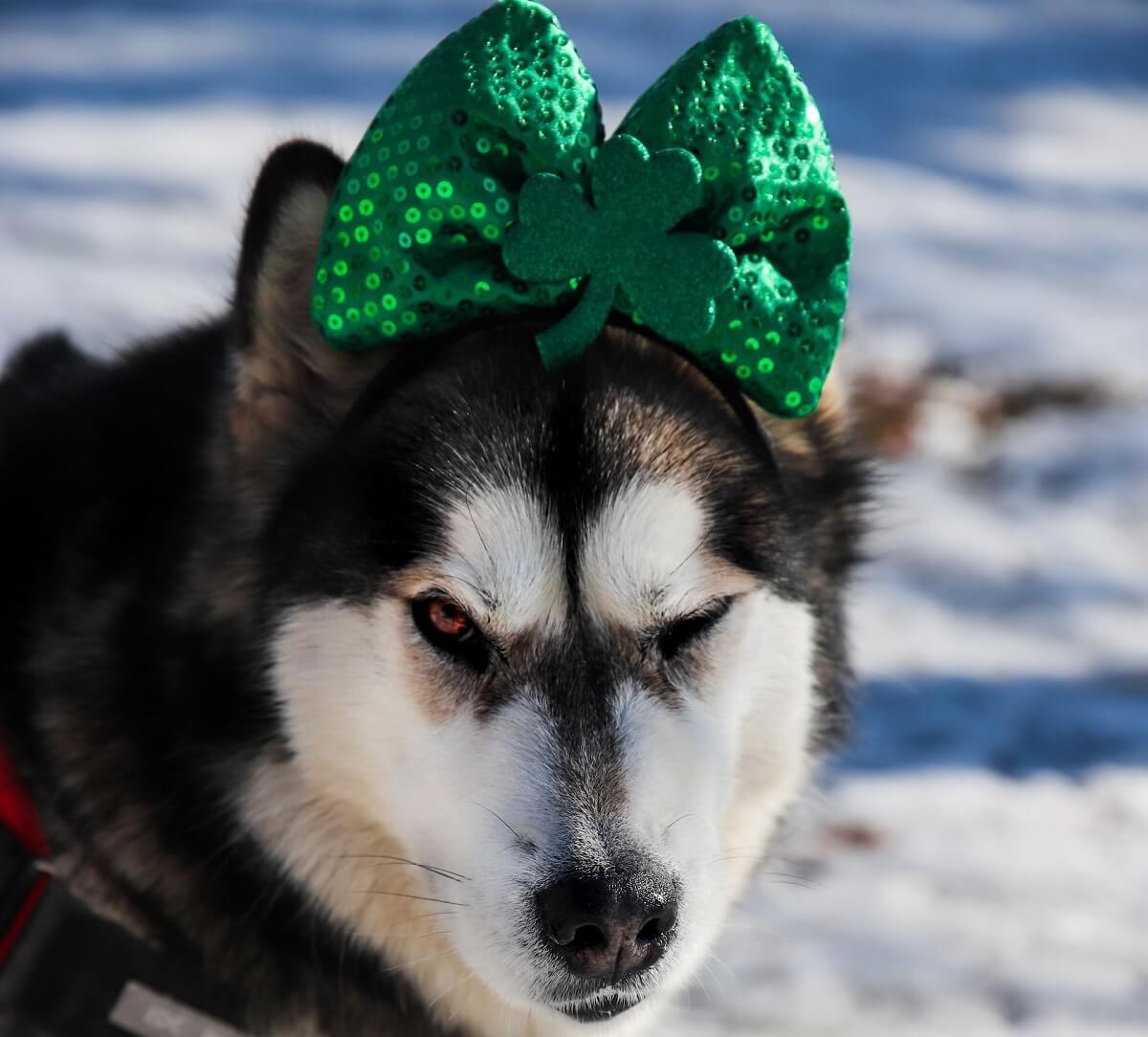 Black and white siberian husky with green and red hat