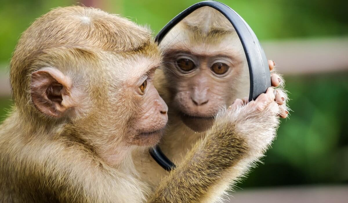 Monkey looking at mirror