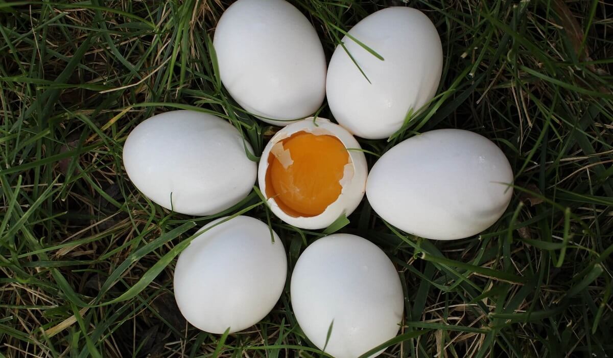 Chicken eggs on grass